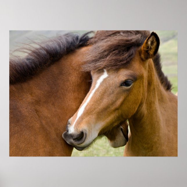 Poster Mare E Colt (Frente)