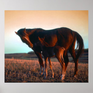 Pôster Mare e Colt