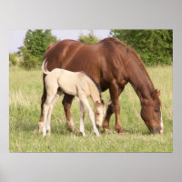 Mare e Foal