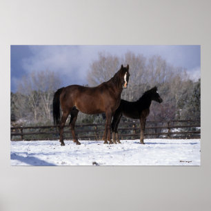 Poster Mare e Foal Árabe na Neve
