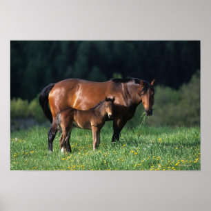 Poster Mare & Foal de raça pura 1