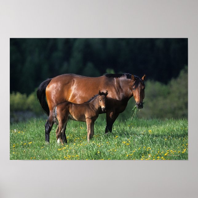 Poster Mare & Foal de raça pura 1 (Frente)