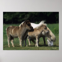 Mare & Foals miniatura 3