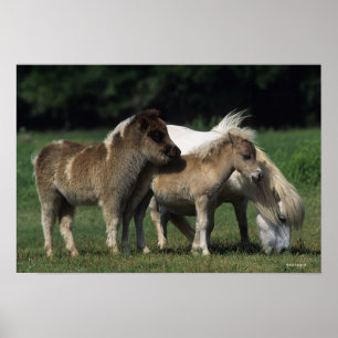 Poster Mare & Foals miniatura 3