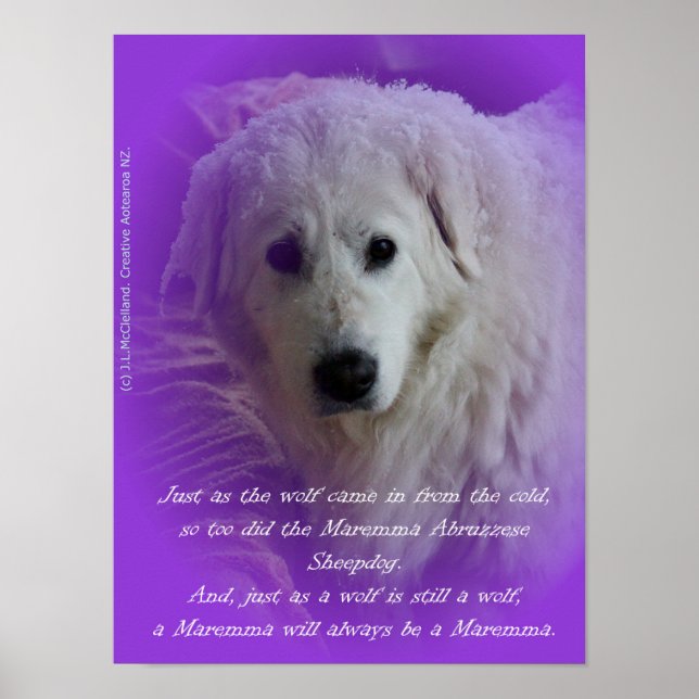 Poster Maremma e o lobo (Frente)
