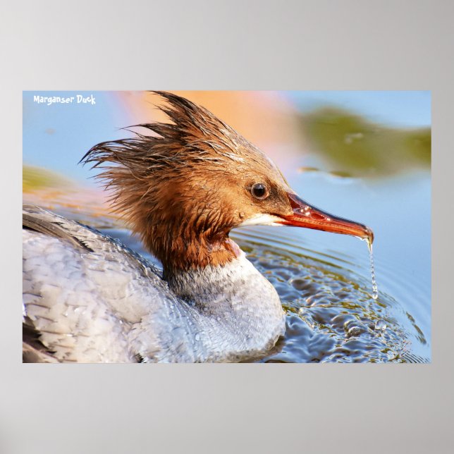 Poster Marganser Duck (Frente)