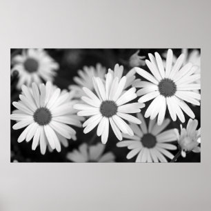 Poster Margarida