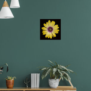 Poster Margarida Africana Amarela em Floral Preta
