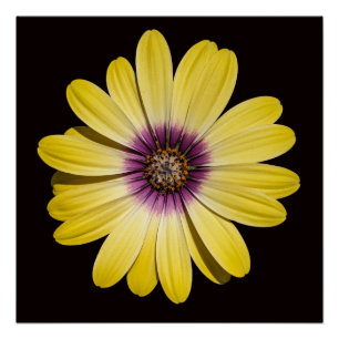 Pôster Margarida Africana Amarela em Floral Preto