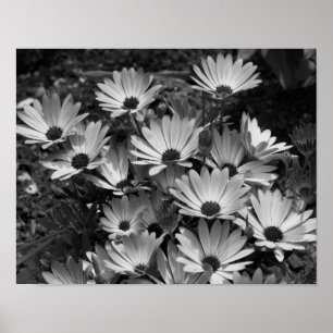 Poster Margarida Africana Flores A Preto E Branco