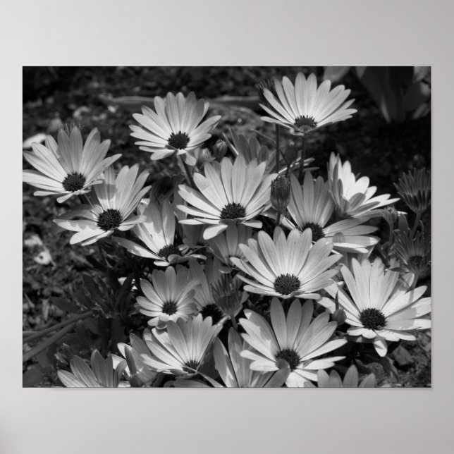 Poster Margarida Africana Flores A Preto E Branco (Frente)