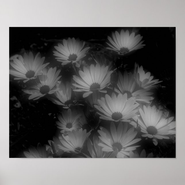 Poster Margarida Africana Flores Pretas Branco Alto Contr (Frente)