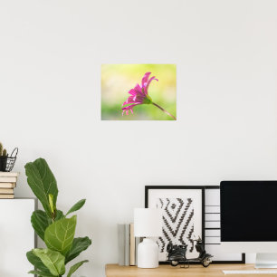 Poster Margarida Africana Rosa Etérea