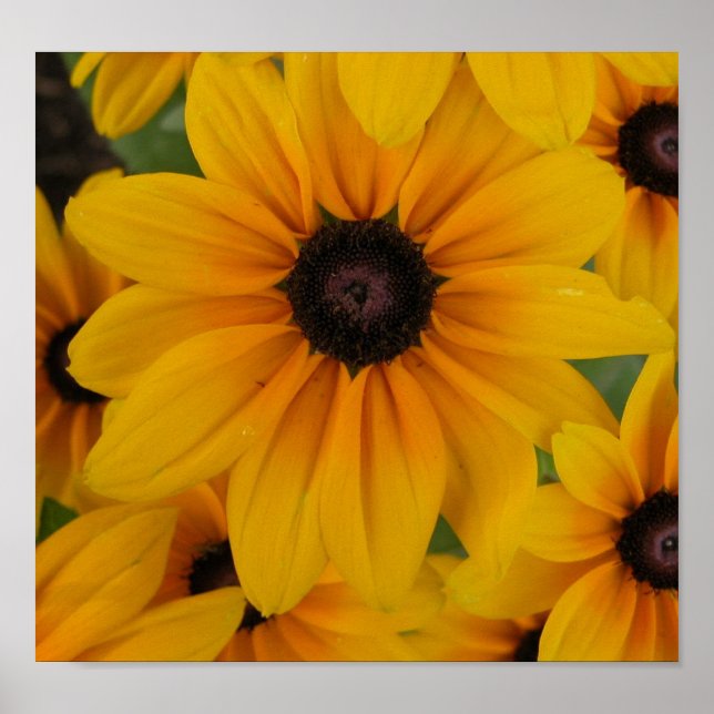 Pôster margarida amarela (Frente)