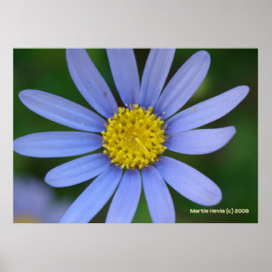 Poster Margarida Azul