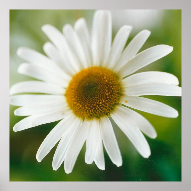 Poster Margarida Branca de Oxeye - Leucanthemum vulgare (Frente)