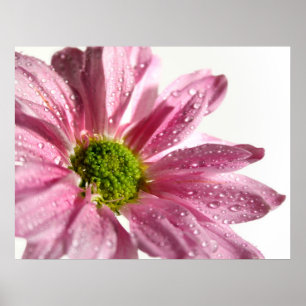 Pôster Margarida cor-de-rosa