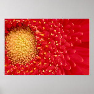 Pôster Margarida de Gerber