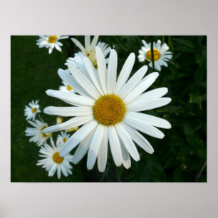 Poster Margarida de Shasta
