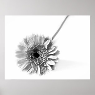 Poster Margarida Gerbera
