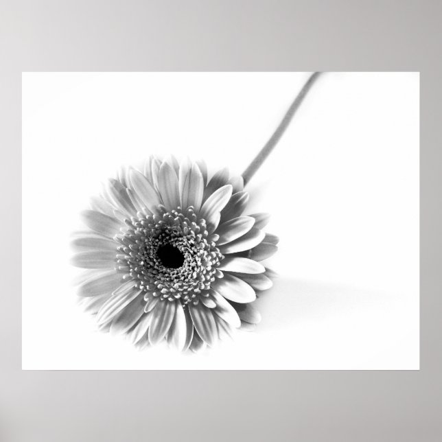 Poster Margarida Gerbera (Frente)