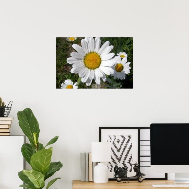 Poster Margarida Shasta (Chrysanthemum maximum) (Escritório em casa)