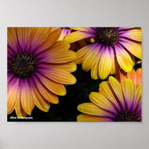 Poster Margaridas Africanas Amarelas e Roxas