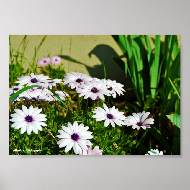 Poster Margaridas Africanas Brancas (Frente)