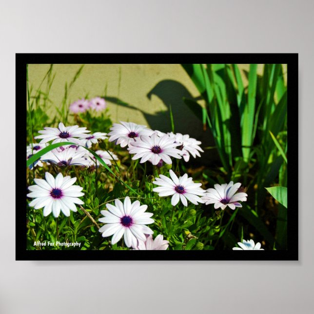 Poster Margaridas Africanas Brancas (Frente)