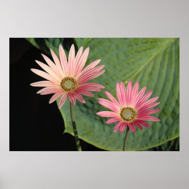 Poster Margaridas africanas Bute Park, Cardiff, País de G (Frente)