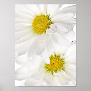 Pôster Margaridas brancas - modelo personalizado da flor