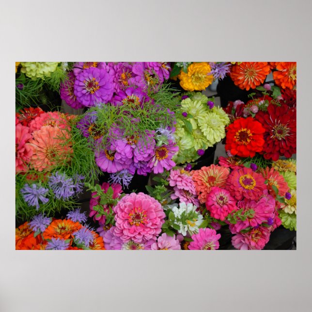 Pôster margaridas coloridas (Frente)