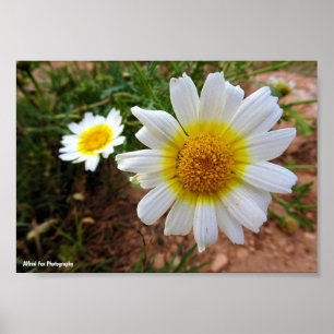 Poster Margaridas Comuns
