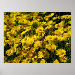 Poster Margaridas de coroa/crisântemo Coronarium
