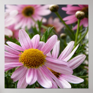 Pôster Margaridas de Marguerite dos frutescens do