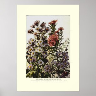 Poster Margaridas de Michaelmas