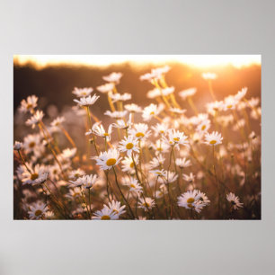 Poster Margaridas de Oxeye do por do sol