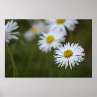 Poster Margaridas Flor Floral Natureza Fotografia