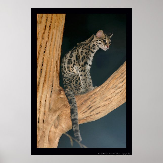 Pôster Margay (Leopardus weidii) (Frente)