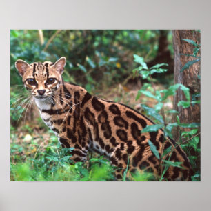 Pôster Margay, Leopardus wiedi, Nativo do México até