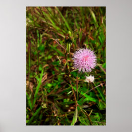 Poster Maria-fecha-a-porta