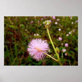 Poster Maria-fecha-a-porta 2