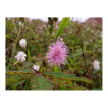 Maria fecha a porta  - Campo