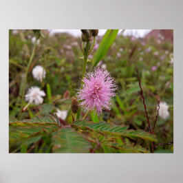 Poster Maria fecha a porta - Campo