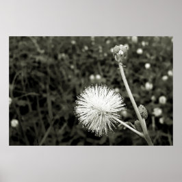 Poster Maria fecha a porta - Com Broto