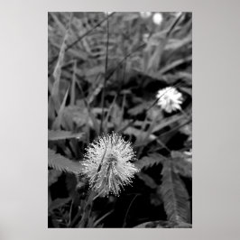 Poster Maria-fecha-a-porta CONTRASTE