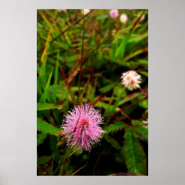 Poster Maria-fecha-a-porta - intenso