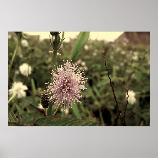 Poster Maria-fecha-a-porta - OLD (Frente)