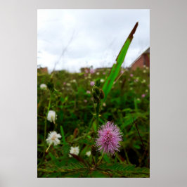 Poster Maria-fecha-a-porta - ORIGINAL