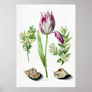Poster Maria Sibylla Merian Tulip, Duas Ramificações de